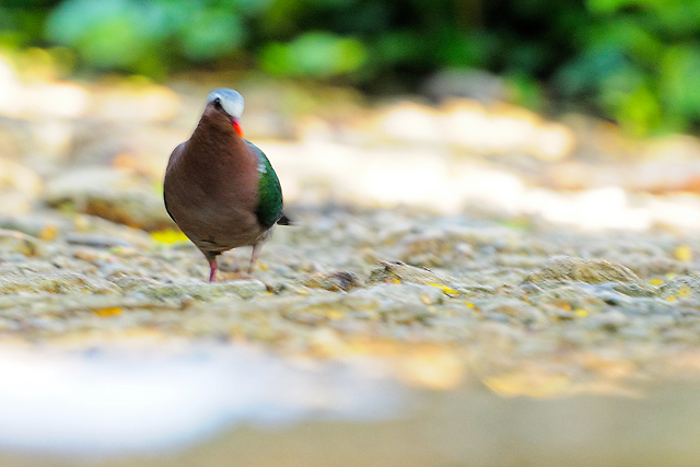 Emerald Dove   ( Chalcophaps indica )
