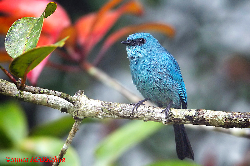  Verditer Flycatcher (Eumyias thalassina)