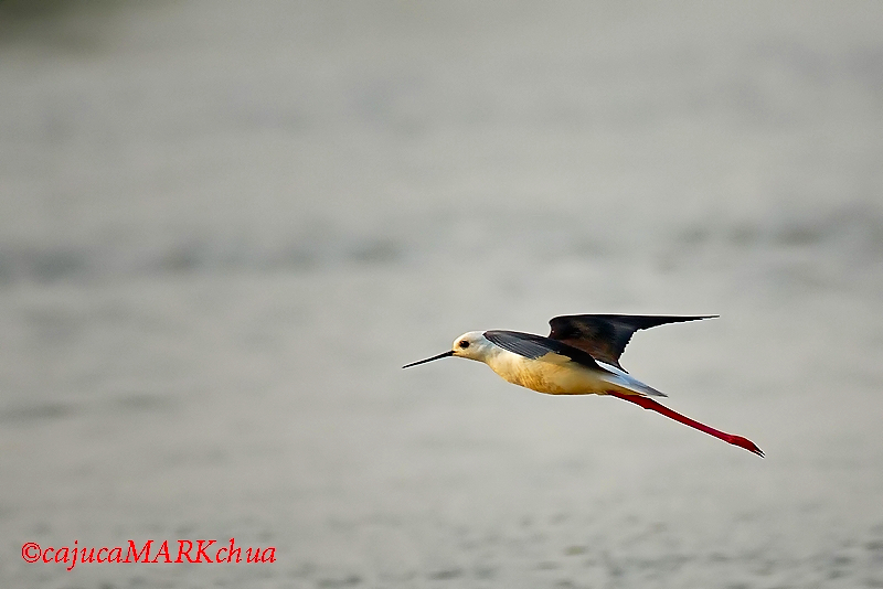 Black-winged Stilt ( Himantopus himantopus )