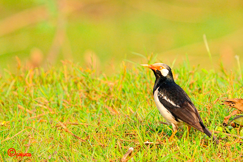 Asian Pied Starling (Sturnus contra)