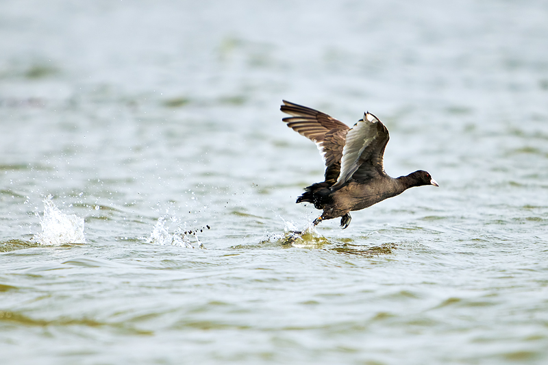 Common Coot ( Fulica atra )