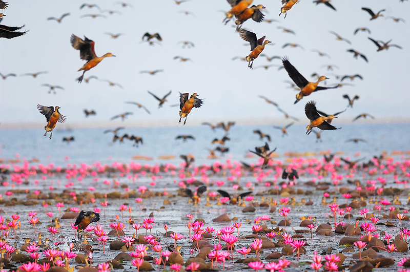 Lesser Whistling-Duck ( Dendrocygna javanica )
