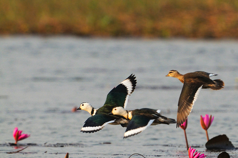 Cotton Pygmy Goose (Nettapus coromandelianus)