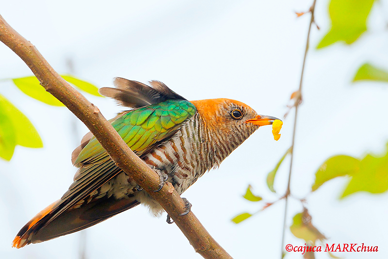 Asian Emerald Cuckoo (Chrysococcyx maculatus)