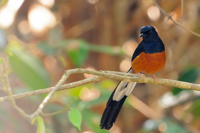 White-rumped Shama ( Copsychus malabaricus )