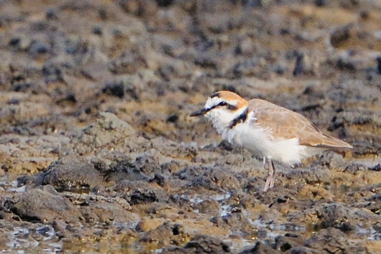 Kentish Plover ( Charadrius alexandrinus )