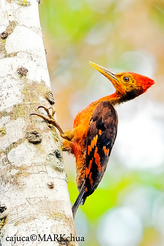 Orange-backed Woodpecker ( Reinwardtipicus validus)