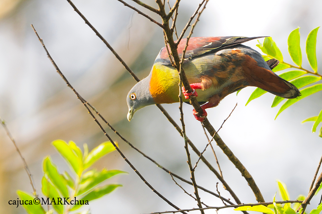 Little Green-pigeon (Treron olax)