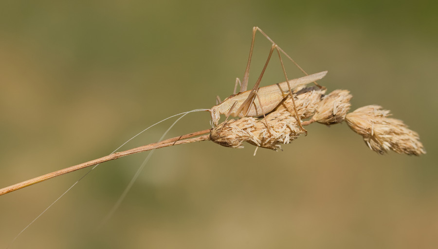 Tylopsis lilifolia