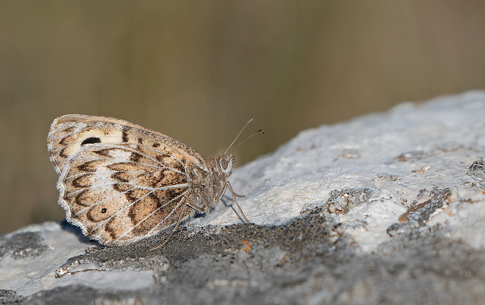 Grey Asian grayling / Grauwe heremiet