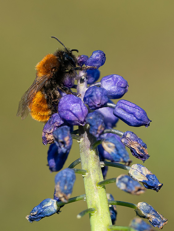Tawny Mining Bee / Vosje 