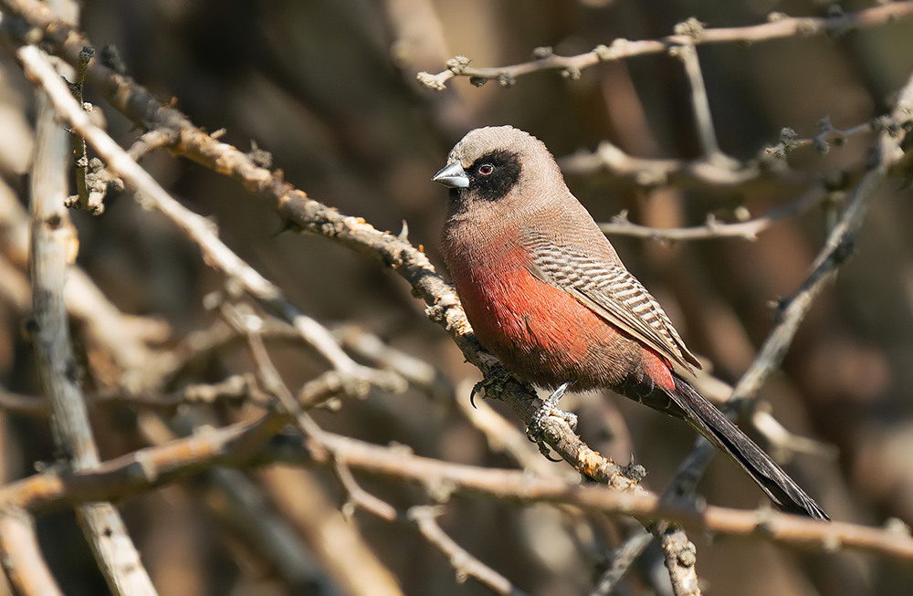 Black-faced waxbill / Elfenastrild