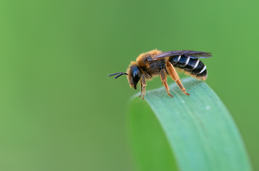 Halictus rubicundus	 / Roodpotige groefbij 