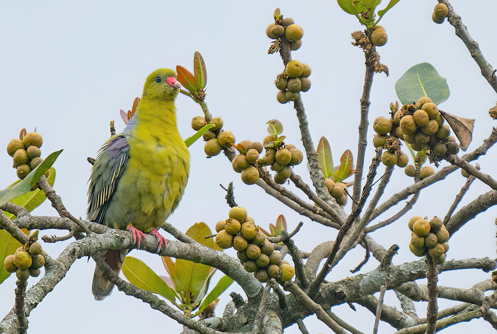 African green pigeon / Afrikaanse papegaaiduif