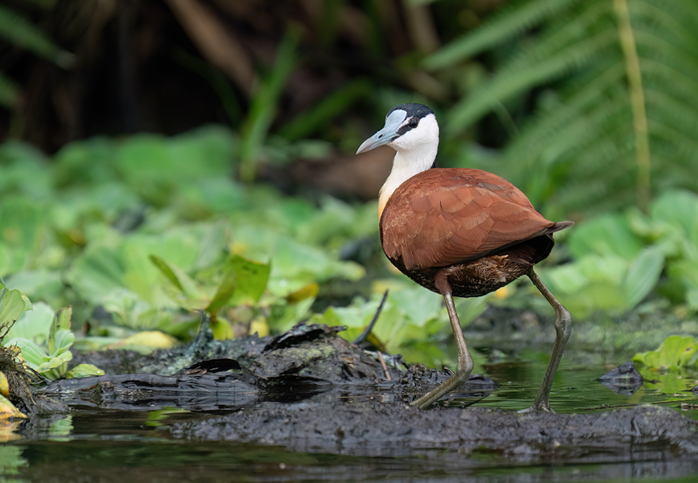 African Jacana / Afrikaanse lelieloper