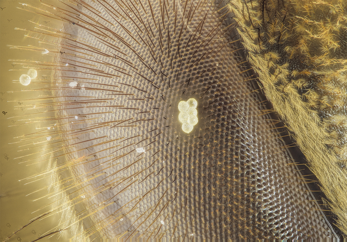 2015-06-01-17.58.15 ZS PMax.jpg