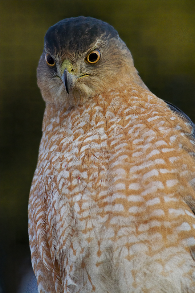 _DSC47211stabilize.jpg