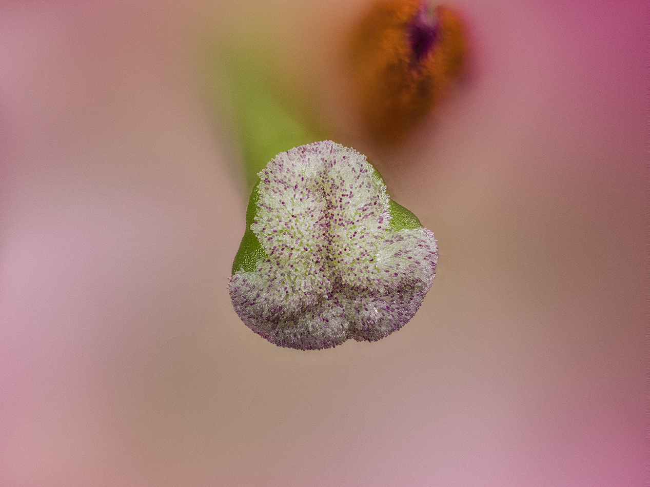 2022-02-04-16.27.57 ZS PMax.jpg