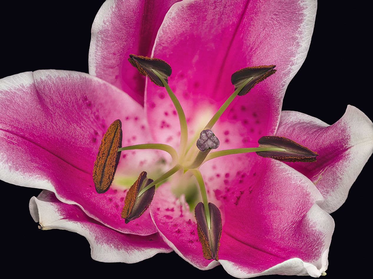 2022-02-05-11.01.01 ZS PMax.jpg