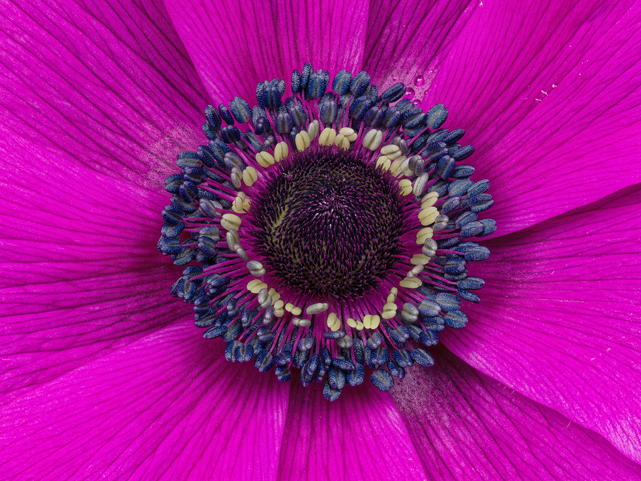 2023-01-25-05.41.42 ZS PMax_openWith.jpg