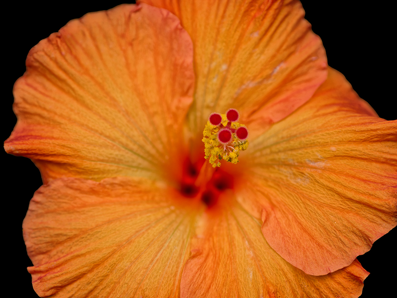 2024-05-30-01.25.22 ZS PMax_60_openWith.jpg