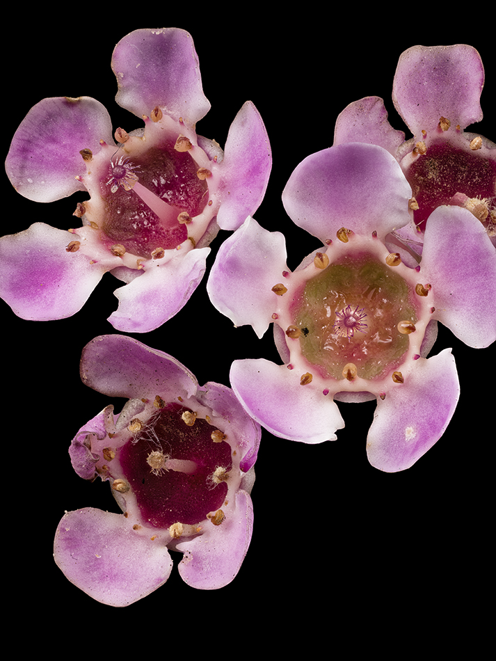 2025-02-25-03.08.35 ZS PMax_openWith.jpg