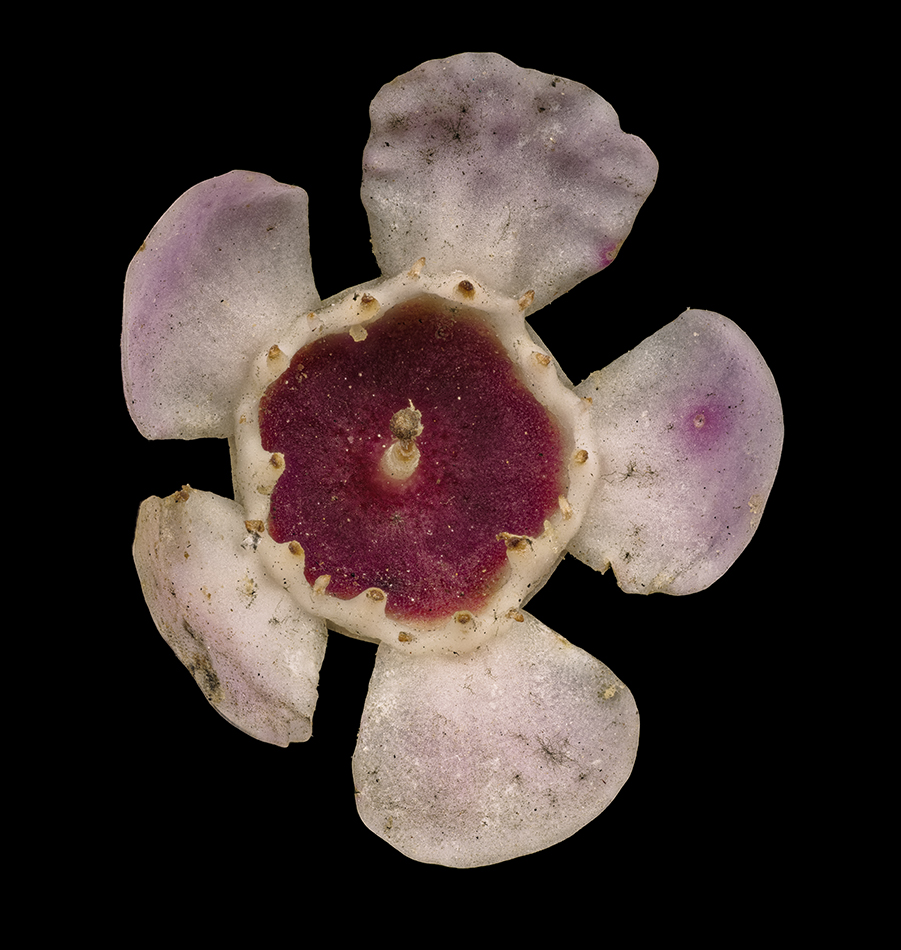 2025-03-15-12.39.51 ZS PMax_openWith.jpg