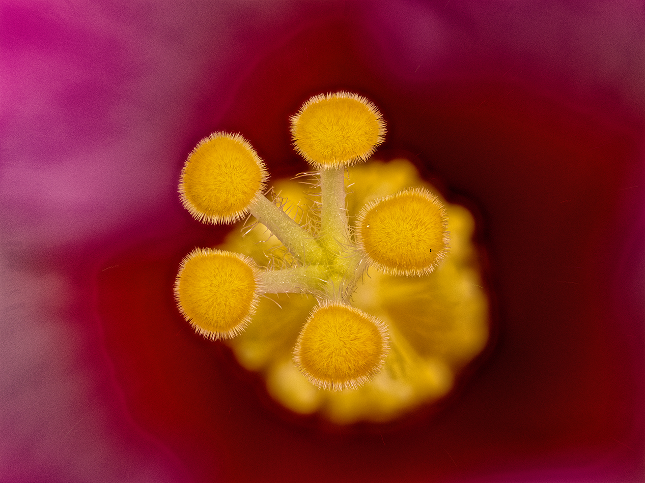 2025-07-01-10.45.18 ZS PMax_openWith.jpg