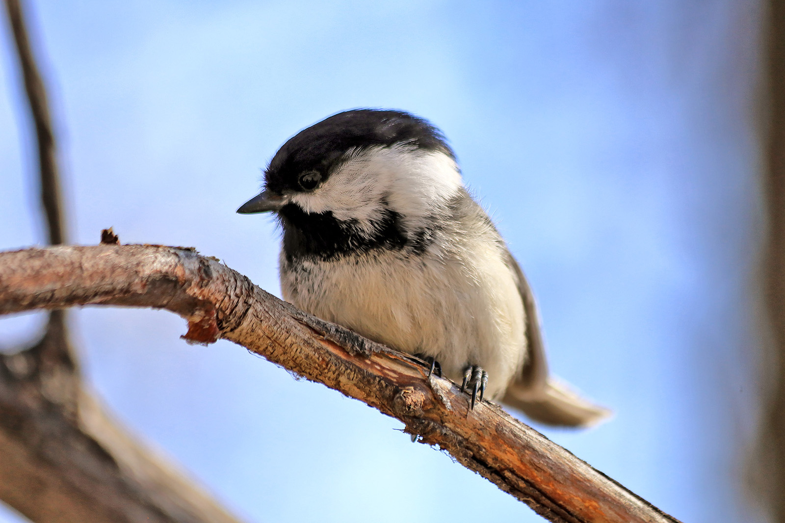 Black-Capped Chickadee