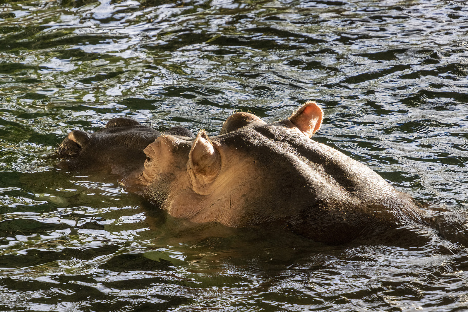 Hippopotamus