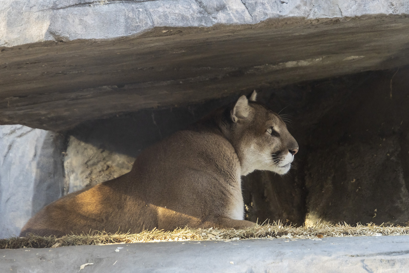 Cougar