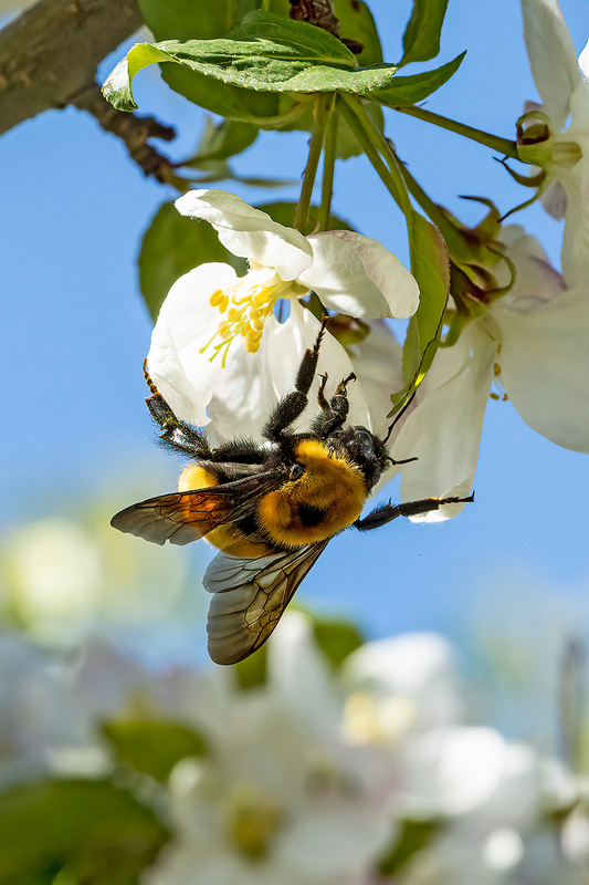 Apple Blossom & Bee