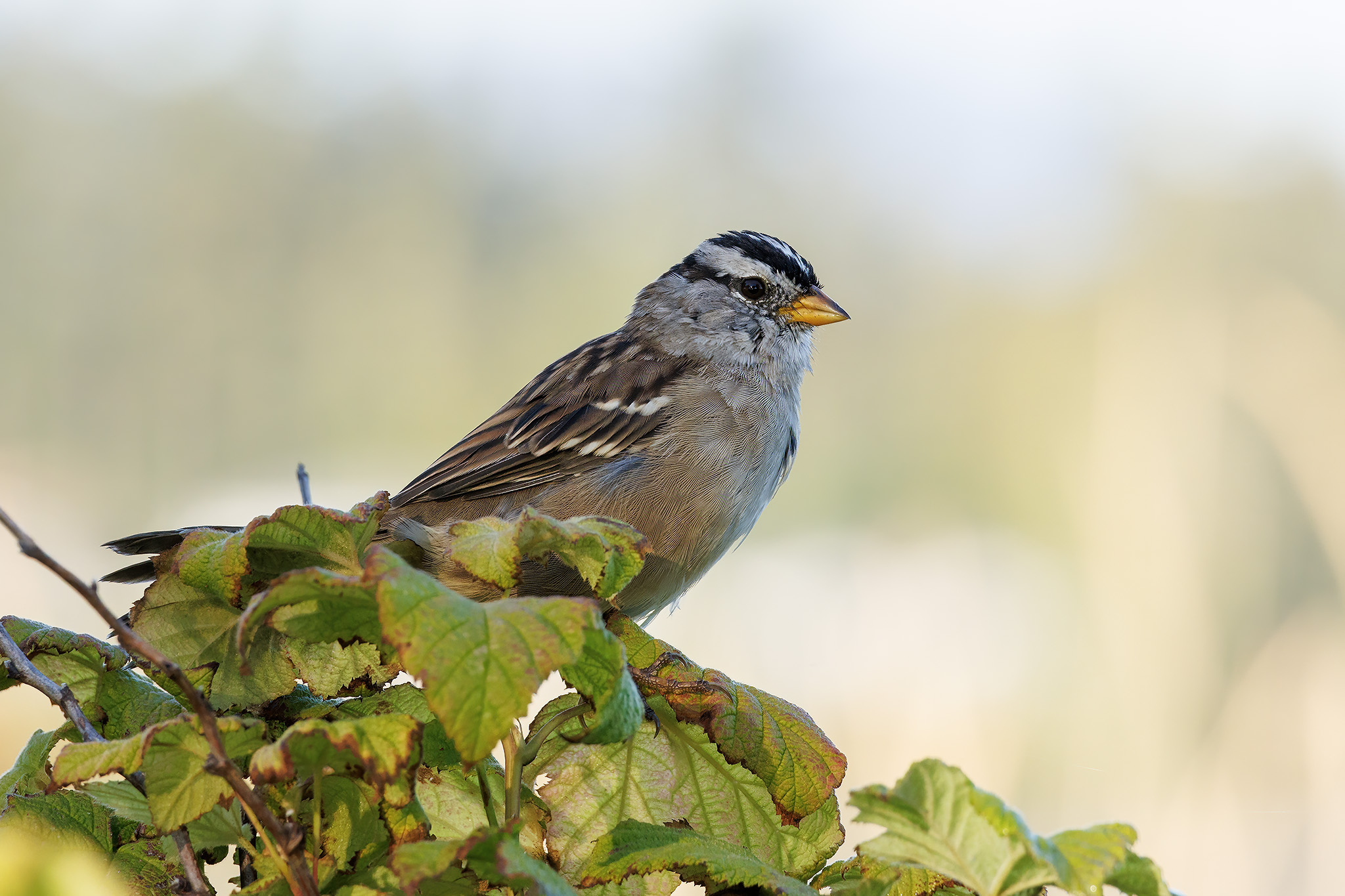 White crowned sparrow 