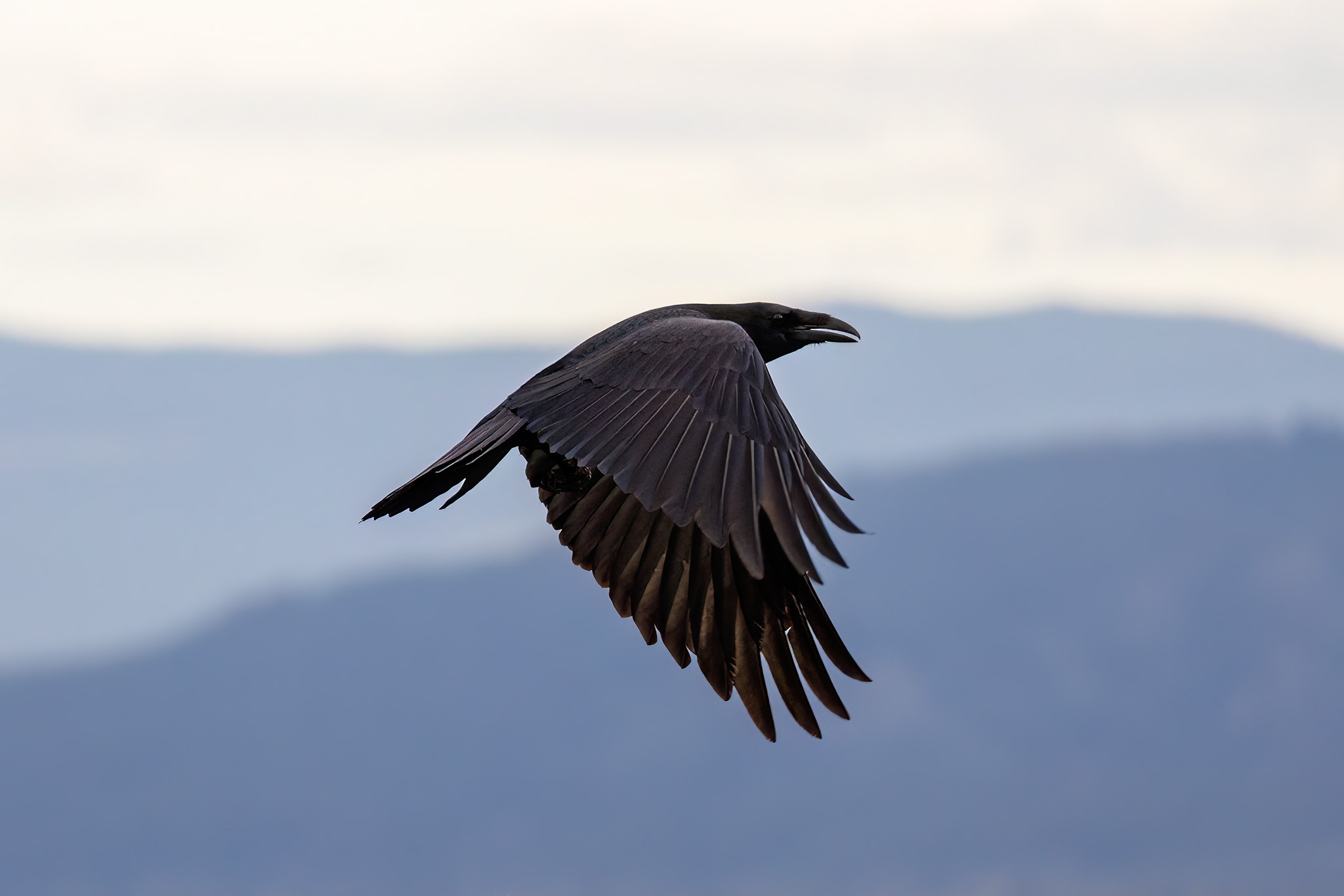 Raven aerobatics