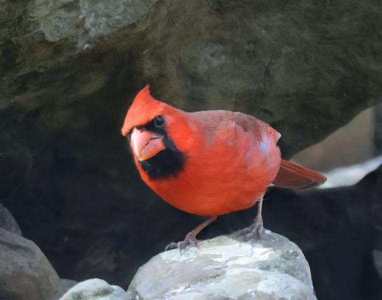 cardinal 2-23-25-985x14lc.jpg