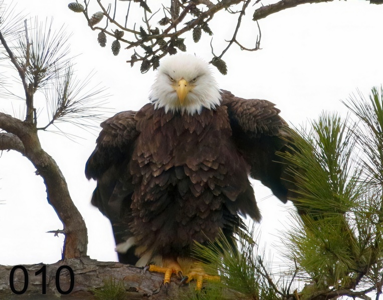 10bald eagle 1-9-18-940x.jpg
