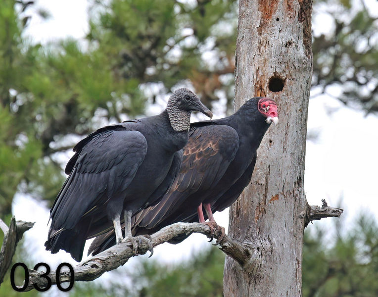 30black&turkey vulture 9-24-06 cl2x.jpg