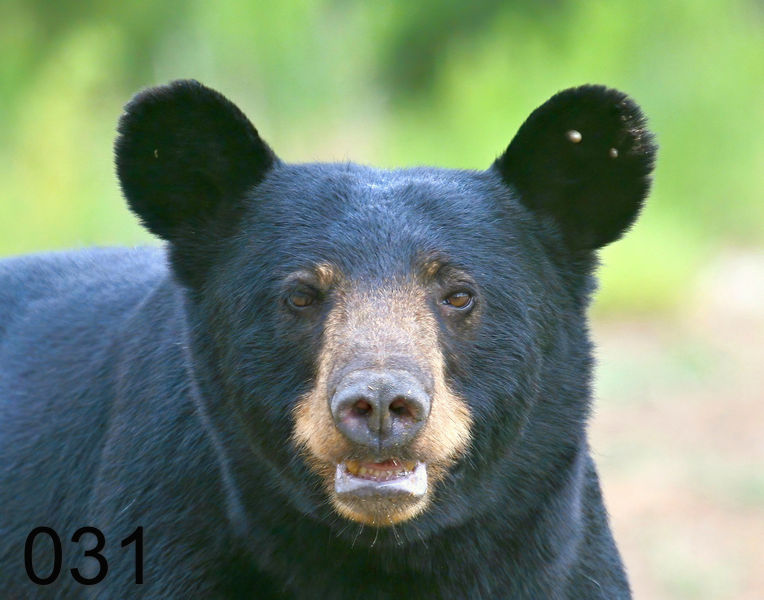31black bear 7-21-09 4d531x.jpg