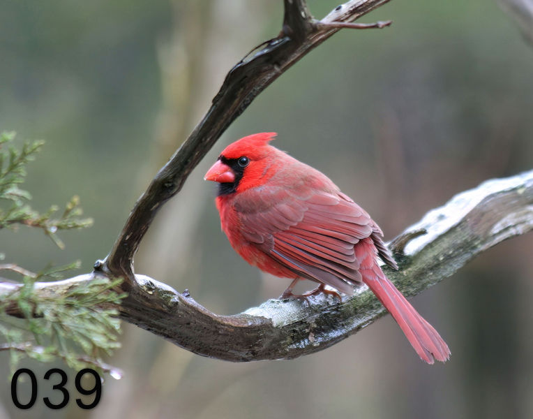 39cardinal  3-18-06 cl2x.jpg