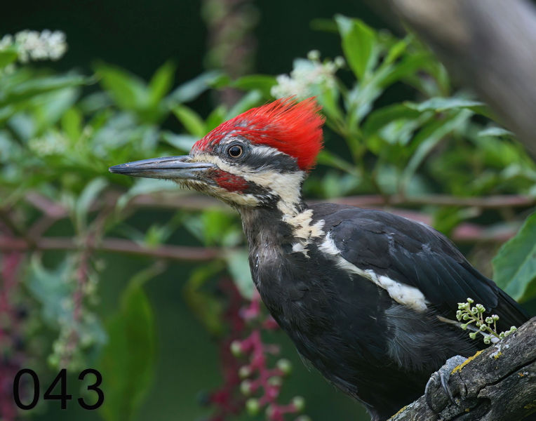 43pileated-woodpecker 8-19-08 4d817x.jpg