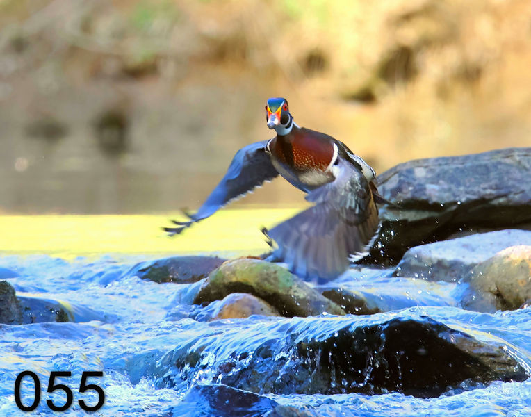 55wood duck 4-16-23-419x.jpg