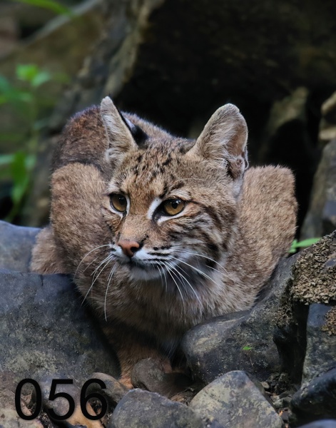 56bobcat 7-31-18-223x.jpg