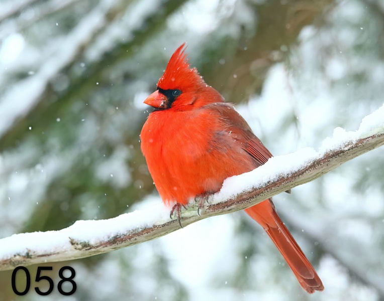 58cardinal 1-19-19-871x.jpg