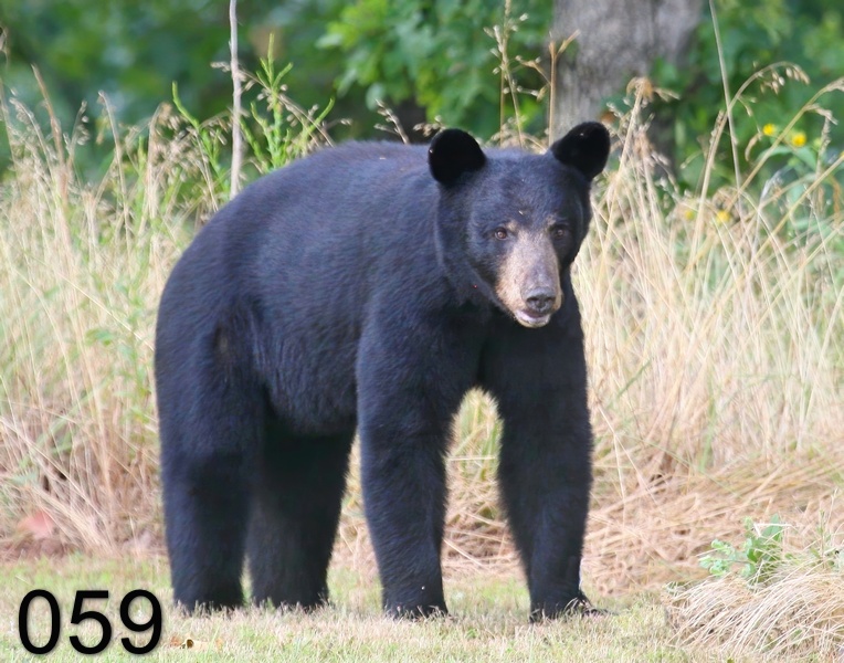59black bear 7-6-09 4d104x.jpg