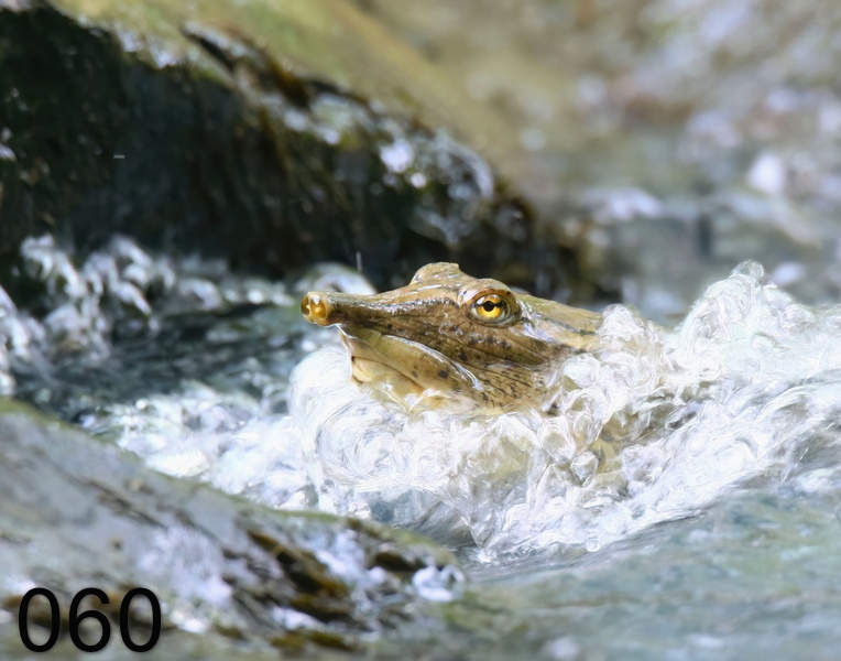 60spiny softshell 5-25-18-884x.jpg