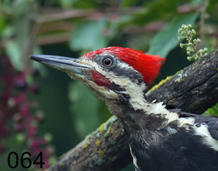 64pileated-woodpecker 8-20-08 4d853x.jpg
