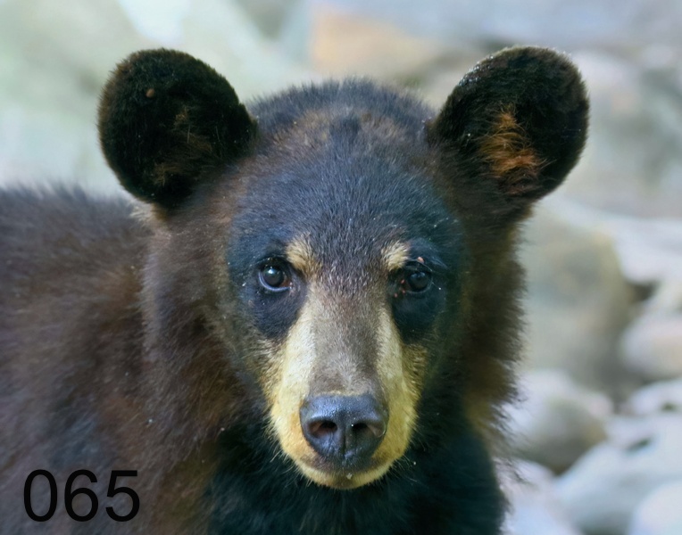 65black bear 6-4-18-533x.jpg