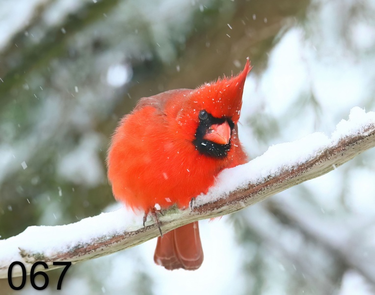 67cardinal 1-19-19-857x.jpg
