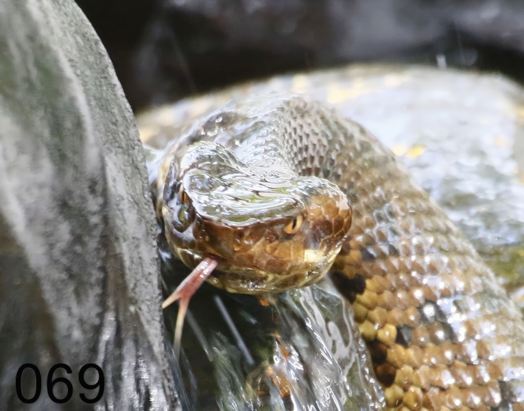 69cottonmouth 6-26-17-999x.jpg