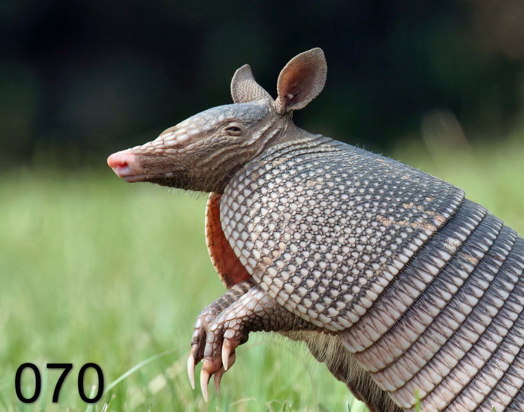 70armadillo 9-23-06 cl2x.jpg